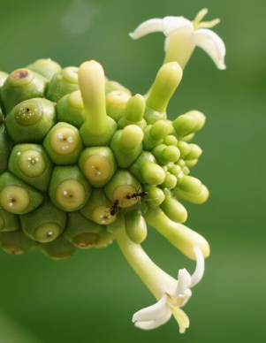 Detailed image of a green noni fruit with small white flowers and an ant on top, showcasing tropical nature.