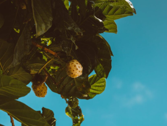 Le noni : un allié naturel dans la prévention de l'AVC et le soutien à la récupération
