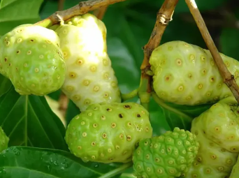 Le noni et le diabète : une aide naturelle pour mieux vivre
