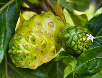 Noni et hypertension : un allié naturel pour un cœur en bonne santé