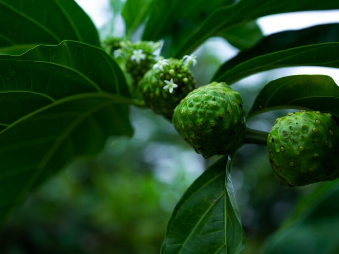 Le noni et l'ulcère : soulager l'estomac naturellement